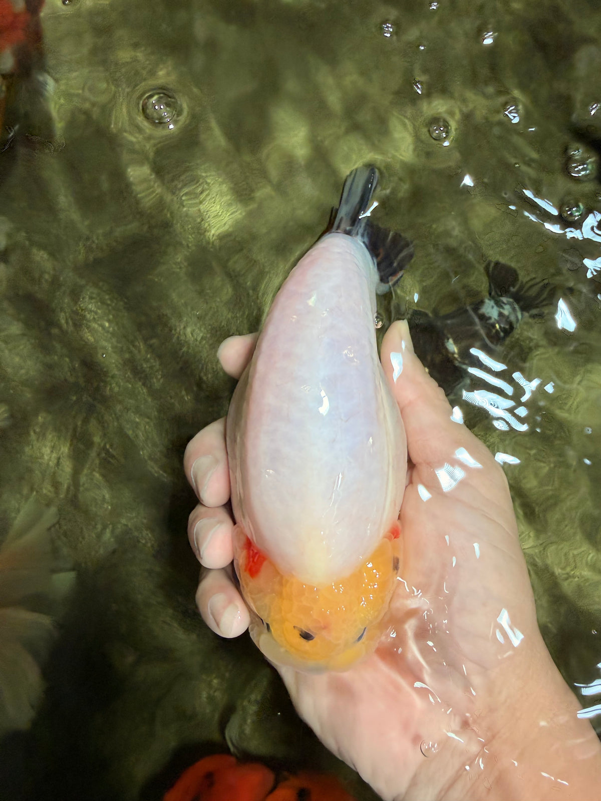 AAA Grade Diamond Scale White Sakura Ranchu Male 5.5-6 inches #100226RC_26