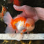 SUPER CUTE AAA Grade Red White Oranda Male 6 inches #082225OR_08