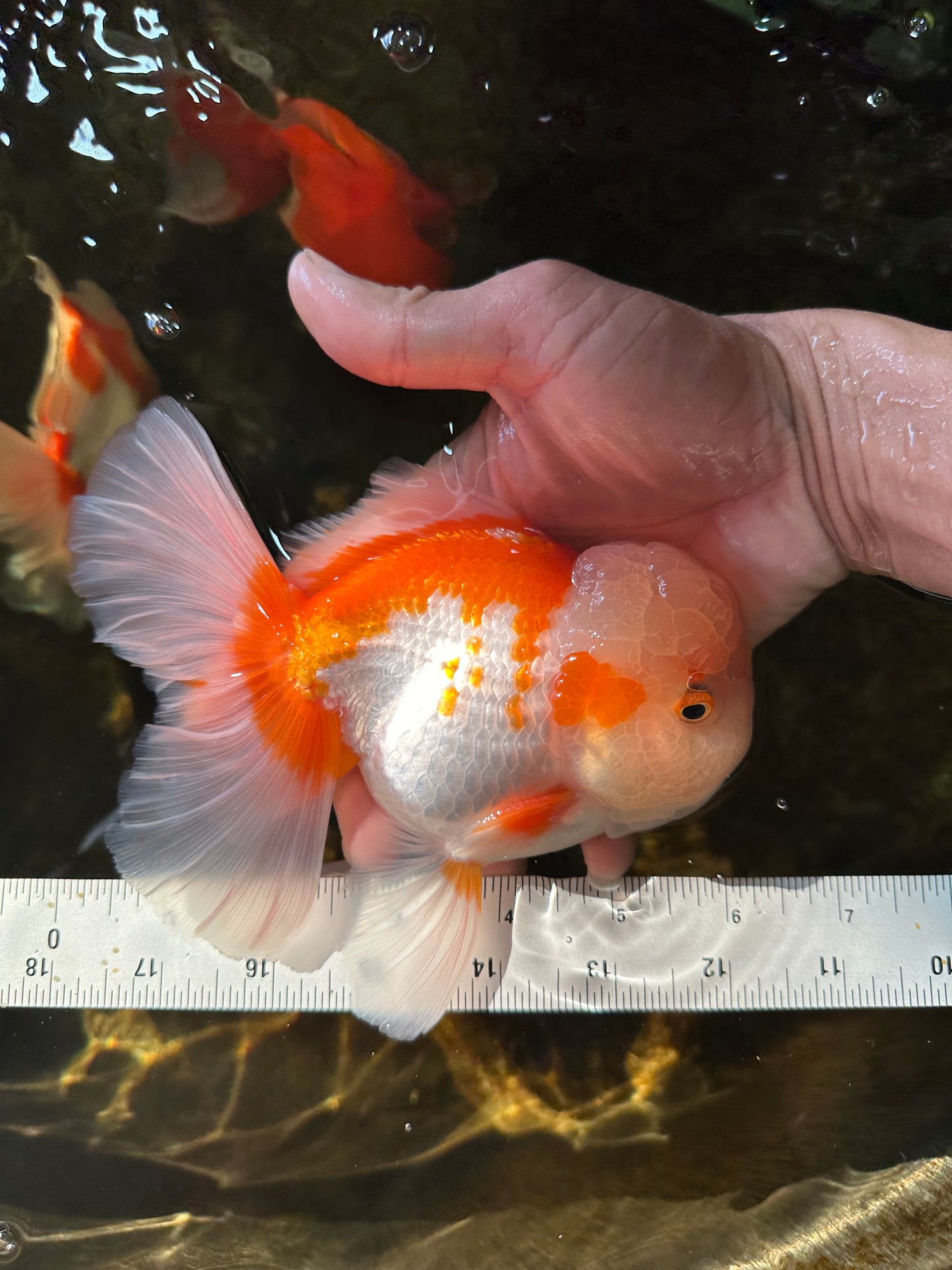 SUPER CUTE AAA Grade Red White Oranda Male 6 inches #082225OR_08
