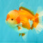 AAA Grade Red White Oranda Male 5.5-6 inches #071726OR_21