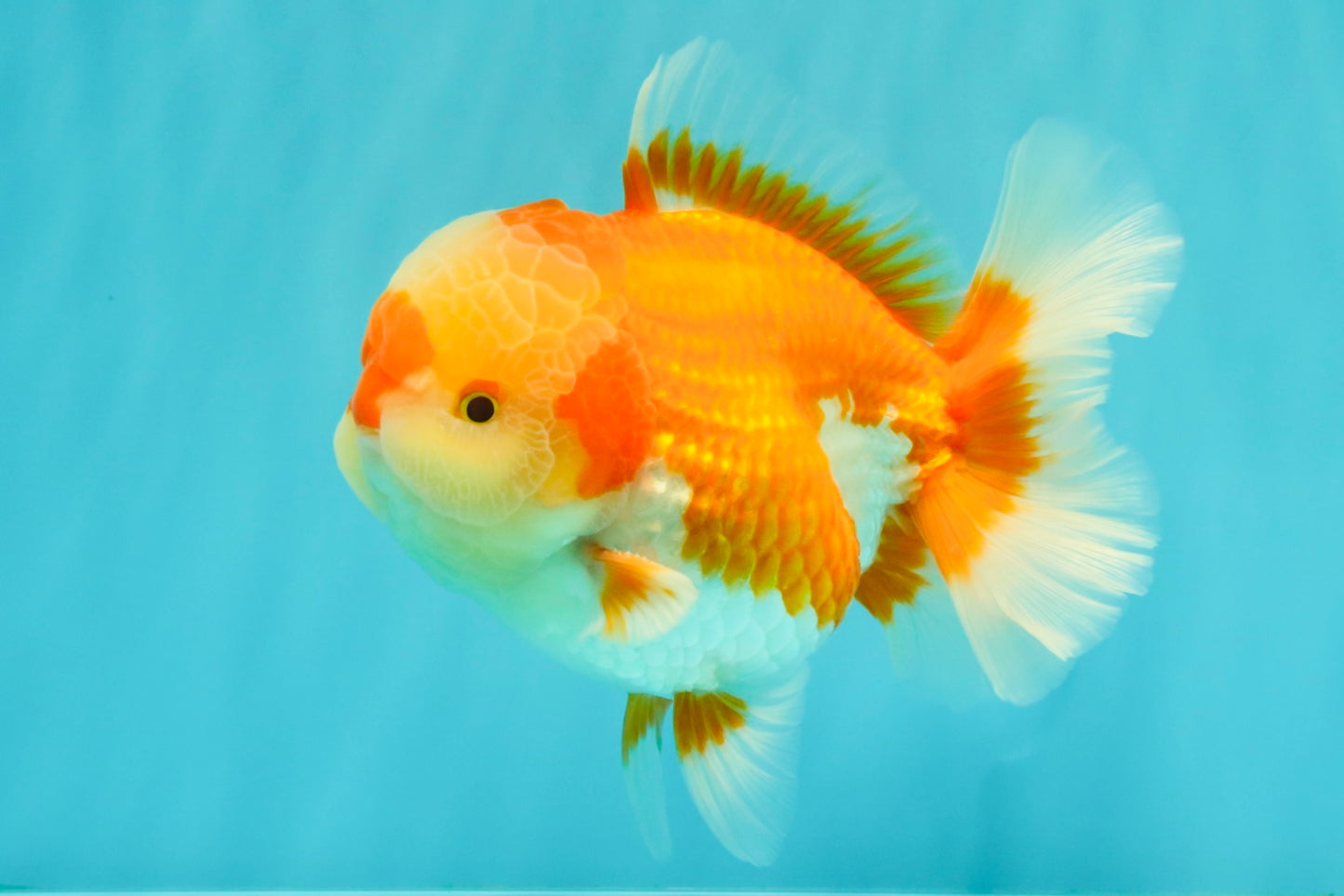 AAA Grade Red White Oranda Male 5.5-6 inches #071726OR_21