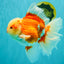 FLUFFY TAIL AAA Grade Super Red White Oranda Male 7.5-8 inches #061926OR_02