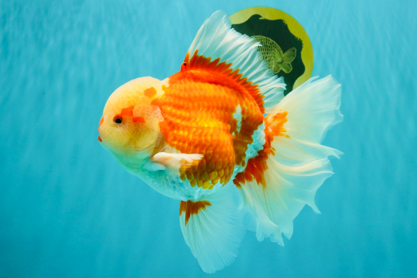 FLUFFY TAIL AAA Grade Super Red White Oranda Male 7.5-8 inches #061926OR_02