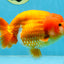 A Grade Red LionQueen 5.5-6 inches #112125LC_04