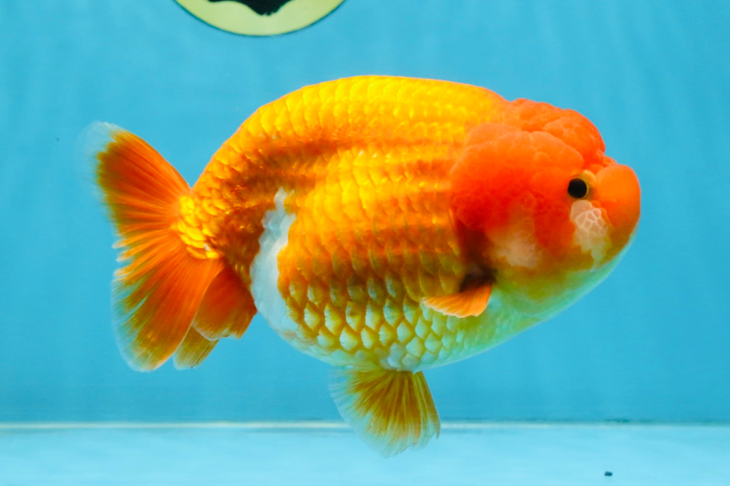 A Grade Red LionQueen 5.5-6 inches #112125LC_04