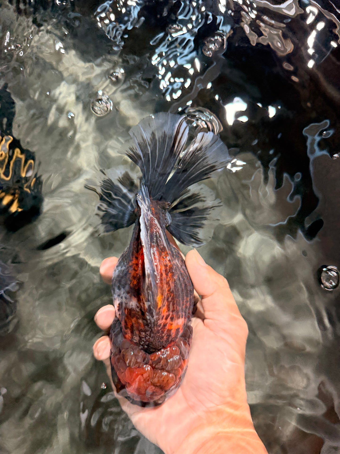 AAA Grade Granite Calico Oranda Female 6.5-7 inches #073126OR_03
