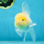 A Grade White Oranda Male 5 inches #060625OR_22