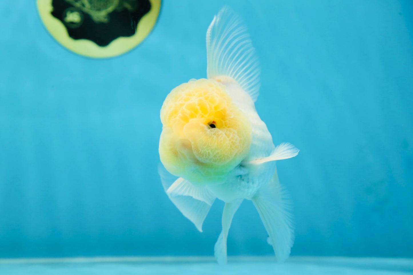 A Grade White Oranda Male 5 inches #060625OR_22