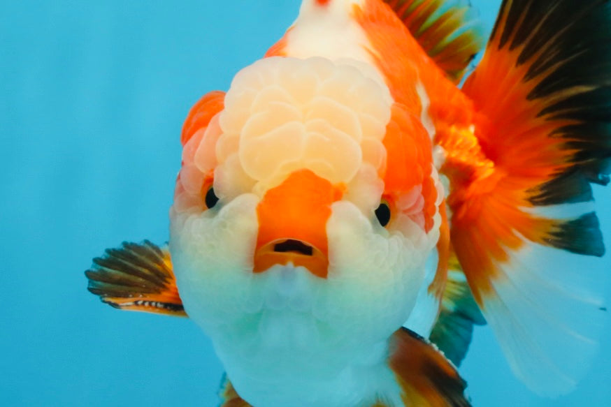 AAA Grade CHONKY Tricolor Yuanbao Male 5.5 inches #091925YB_16