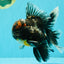TOOTHLESS A Grade Kirin Oranda Male 6.5 inches #090426OR_01