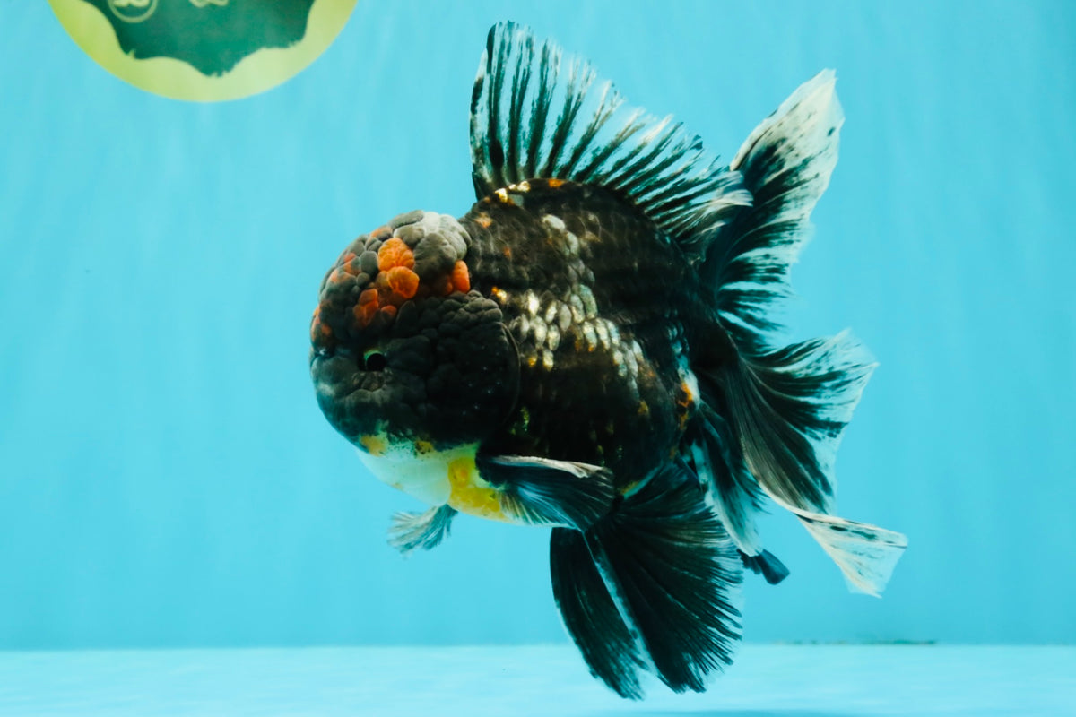 TOOTHLESS A Grade Kirin Oranda Male 6.5 inches #090426OR_01