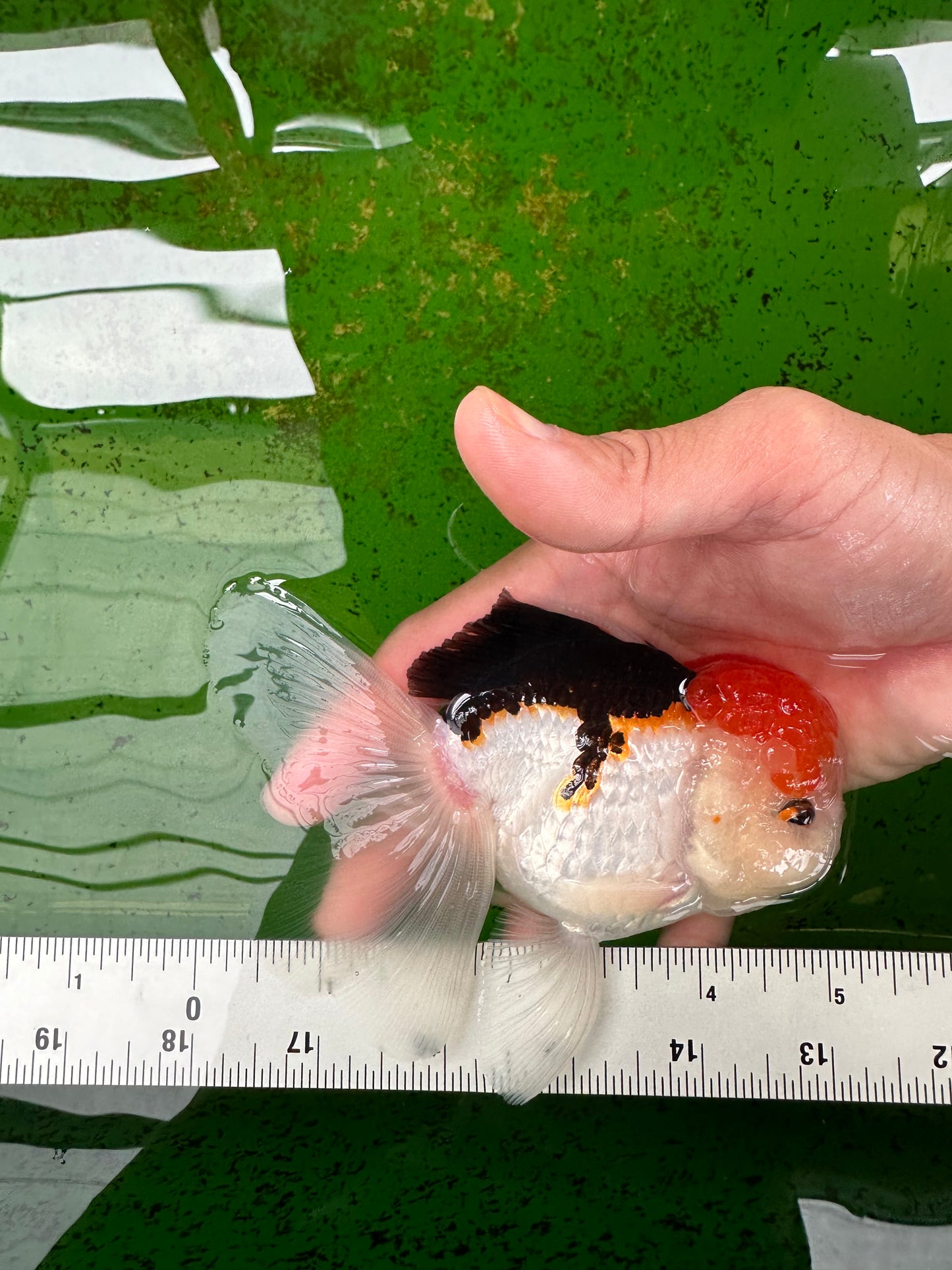 AAA Grade Tricolor Oranda Male 5 inches #0906OR_30