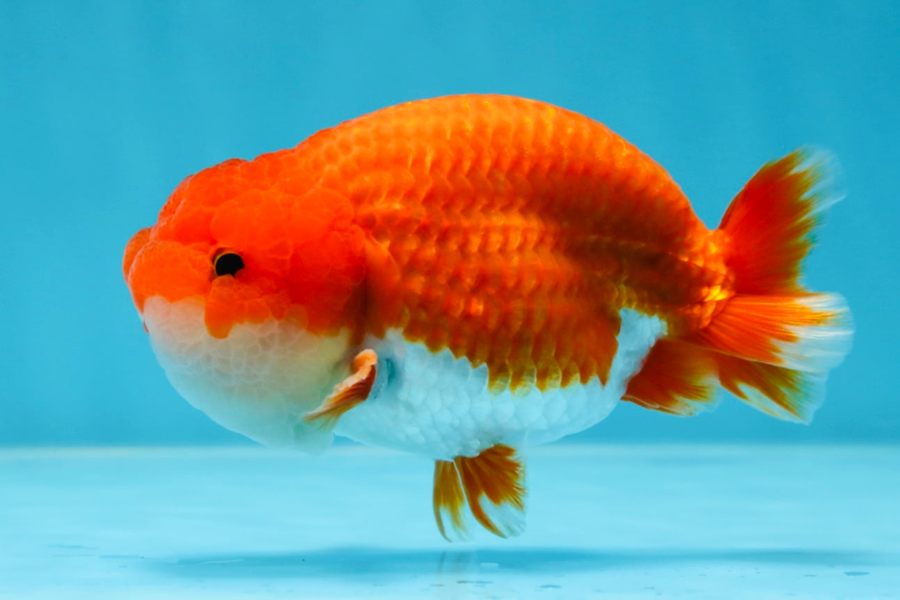 AAA Grade Red White LionKing 4-4.5  inches #053025LC_11