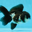 A Grade Panda Oranda Male 4.5 inches #050225OR_11