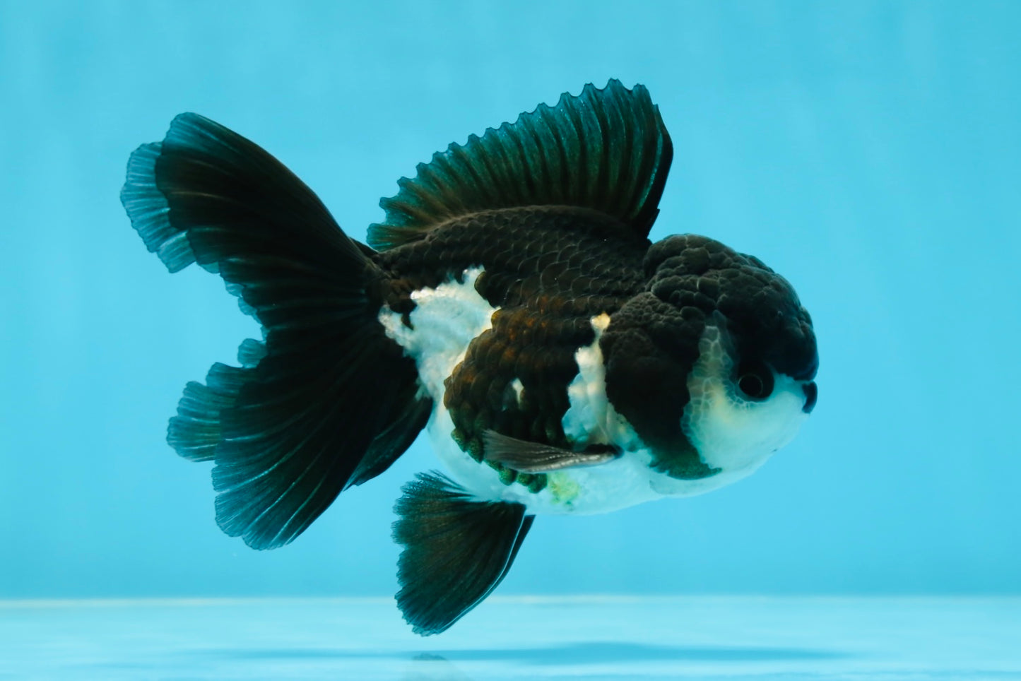 A Grade Panda Oranda Male 4.5 inches #050225OR_11
