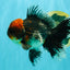 AAA Grade Red Head Kirin Oranda Male 6-6.5 inches #070326OR_27