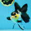Panda Oranda Female 5-5.5 inches #080825OR_11