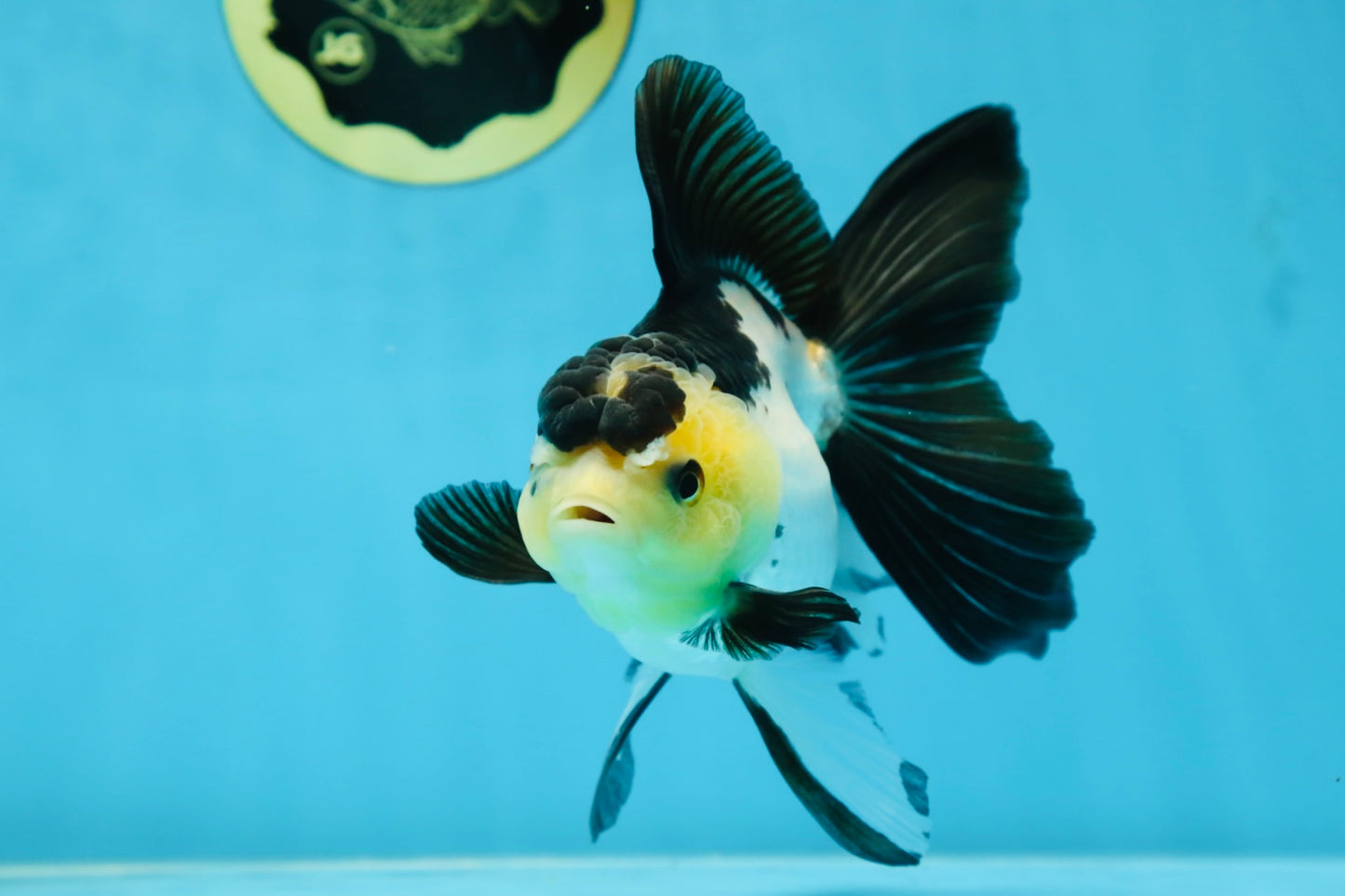 Panda Oranda Female 5-5.5 inches #080825OR_11