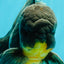 BATMAN AAA Grade Kirin Oranda Male 6.5 inches #080726OR_14