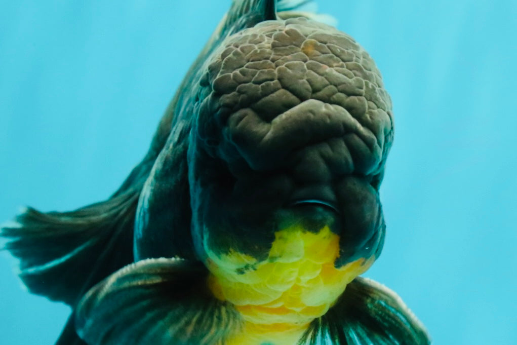 BATMAN AAA Grade Kirin Oranda Male 6.5 inches #080726OR_14