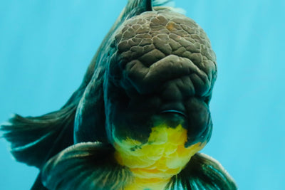 BATMAN AAA Grade Kirin Oranda Male 6.5 inches #080726OR_14