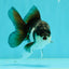 Panda Oranda Male 4 inches #102524OR_22