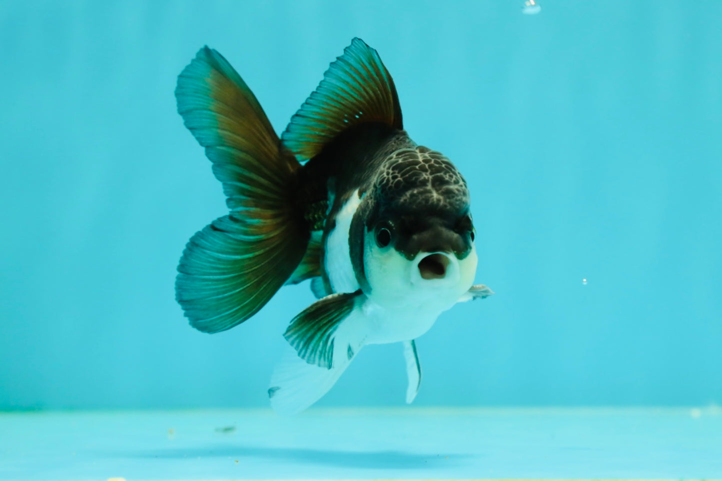 Panda Oranda Male 4 inches #102524OR_22