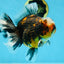 AAA Grade Chonky Kirin Oranda Male 6 inches #053025OR_26