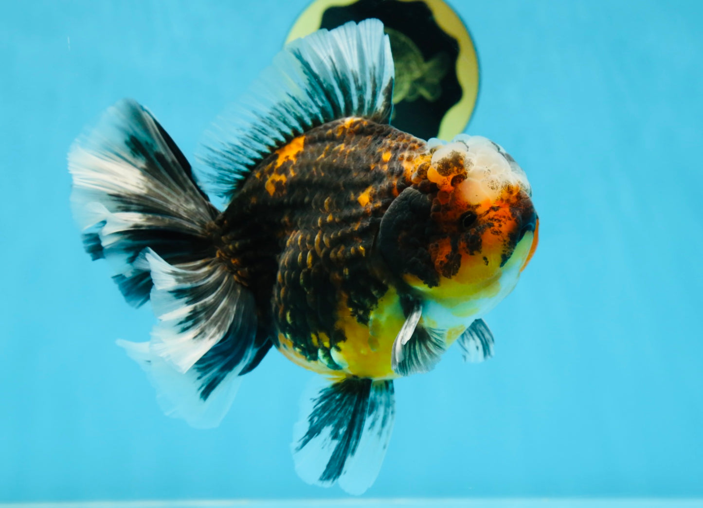AAA Grade Chonky Kirin Oranda Male 6 inches #053025OR_26