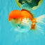AAA Grade Peach Red White Oranda Male 5 inches #062626OR_30