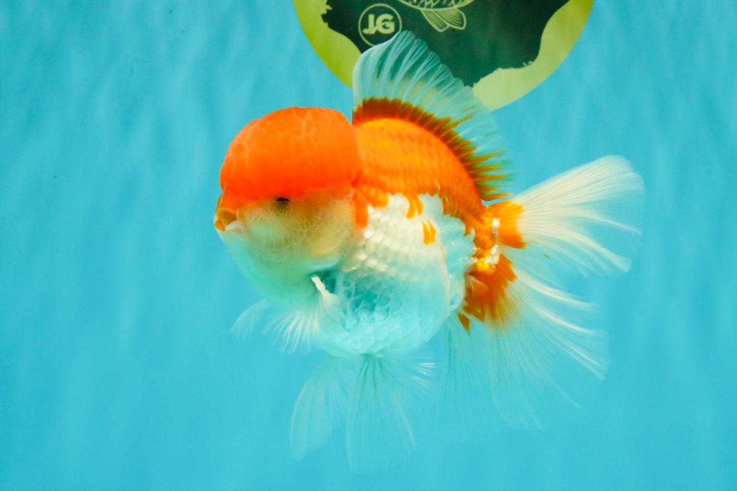 AAA Grade Peach Red White Oranda Male 5 inches #062626OR_30