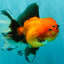 CHARLIE AAA Grade Apache Oranda Female 6.5 inches #091826OR_01
