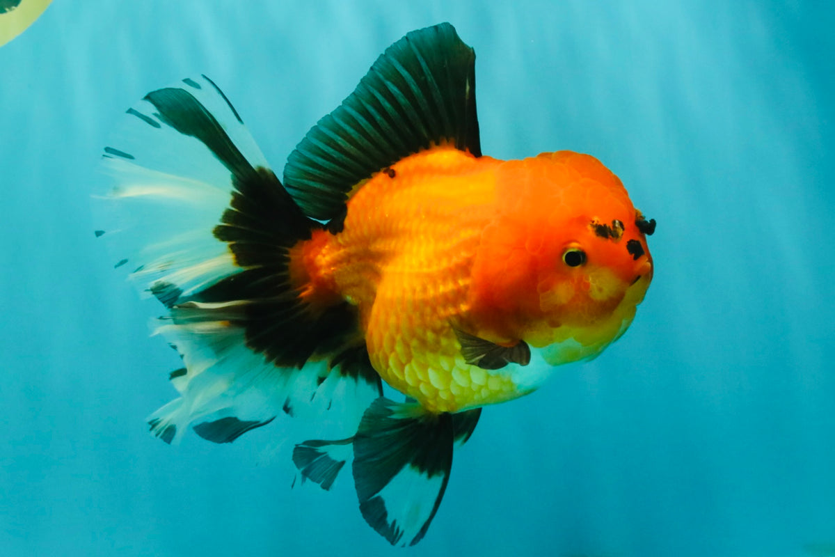 CHARLIE AAA Grade Apache Oranda Female 6.5 inches #091826OR_01