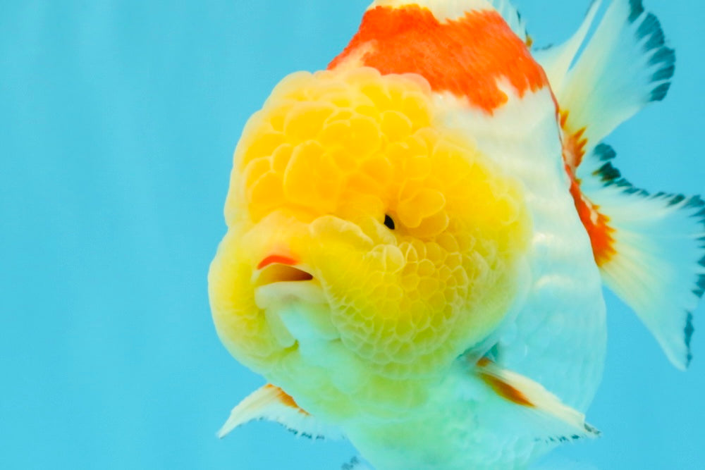 CHUBBY AAA Grade Godzilla Red White Lipstick Yuanbao Male 5-5.5 inches #022726YB_04