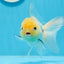 AAA Grade Lemonhead Panda Button Eyes Oranda Male 5-5.5 inches #0913OR_13