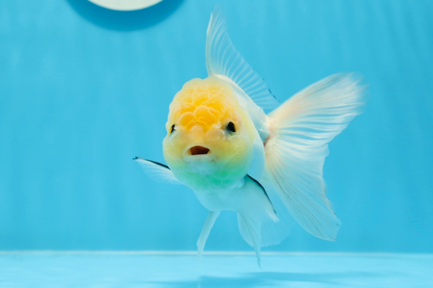 AAA Grade Lemonhead Panda Button Eyes Oranda Male 5-5.5 inches #0913OR_13