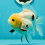 A Grade Lemonhead Yuanbao Male 4.5 inches #110824YB_33