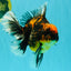 CHUNKY AAA Grade Broadtail Tiger Oranda Male 7-7.5 inches #071026OR_02
