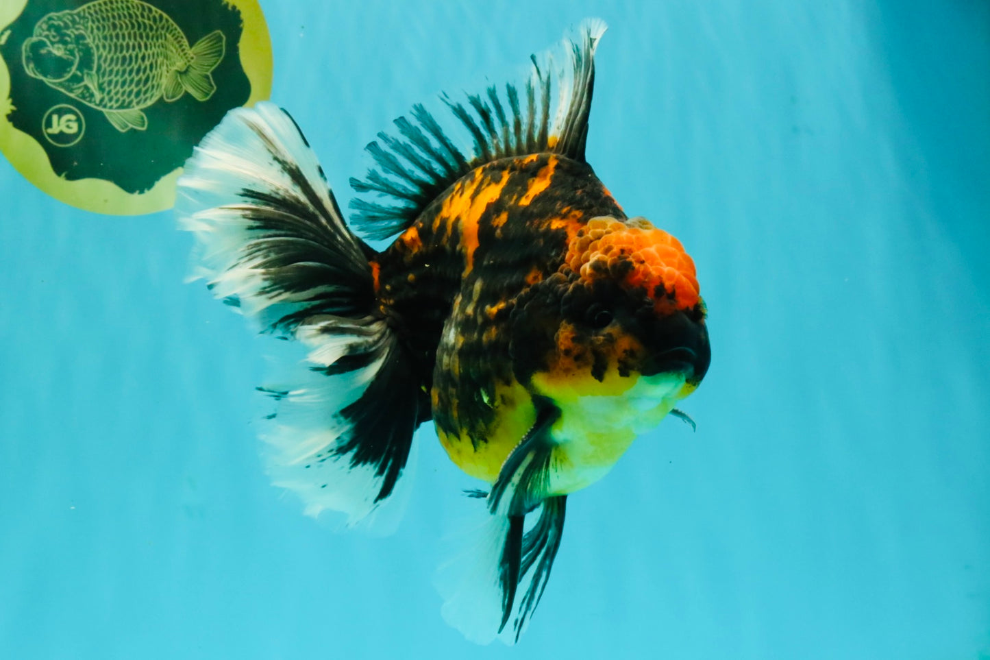CHUNKY AAA Grade Broadtail Tiger Oranda Male 7-7.5 inches #071026OR_02