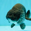 CHUBBY A Grade Blue Ranchu Female 5 inches #080726RC_29
