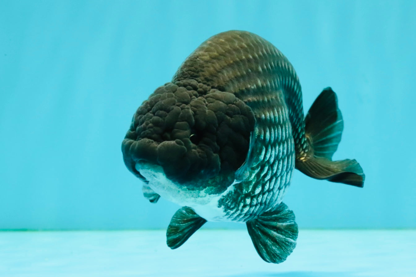 CHUBBY A Grade Blue Ranchu Female 5 inches #080726RC_29