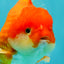 CHUBBY AAA Grade Red White Yuanbao Male 5.5 inches #090426YB_08