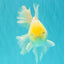 A Grade White Oranda Male 5.5 inches #101626OR_13