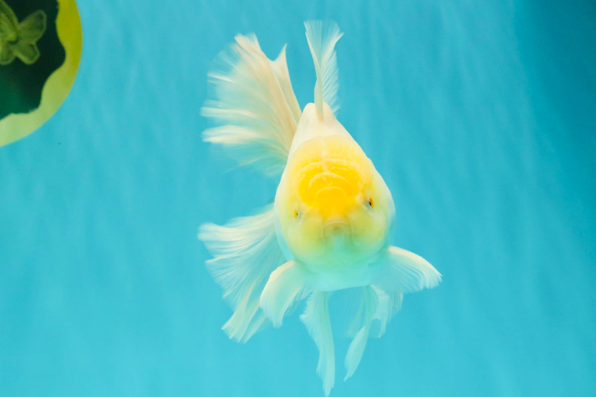 A Grade White Oranda Male 5.5 inches #101626OR_13