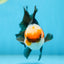 A Grade Tricolor Oranda Male 5 inches #082925OR_06