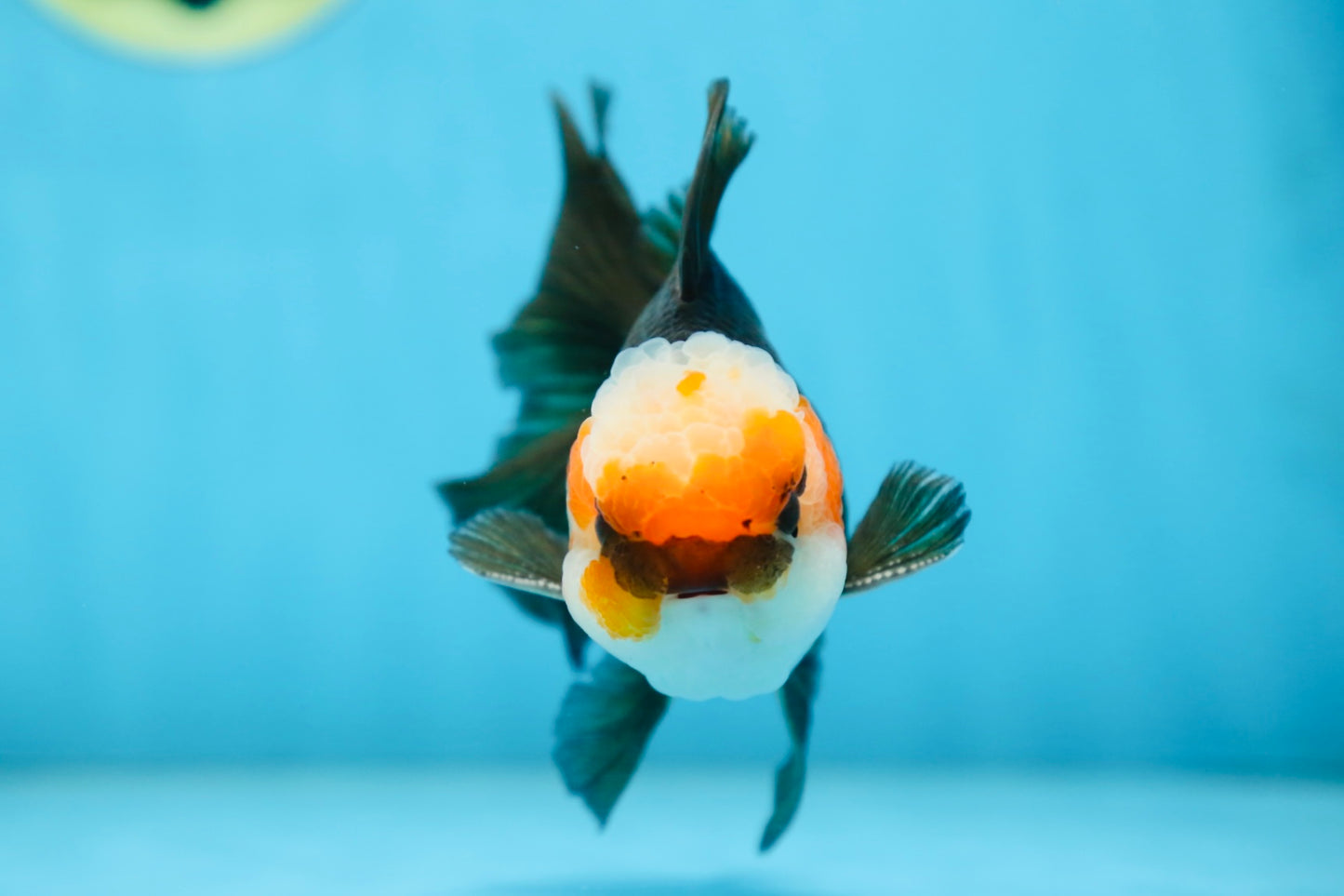 A Grade Tricolor Oranda Male 5 inches #082925OR_06