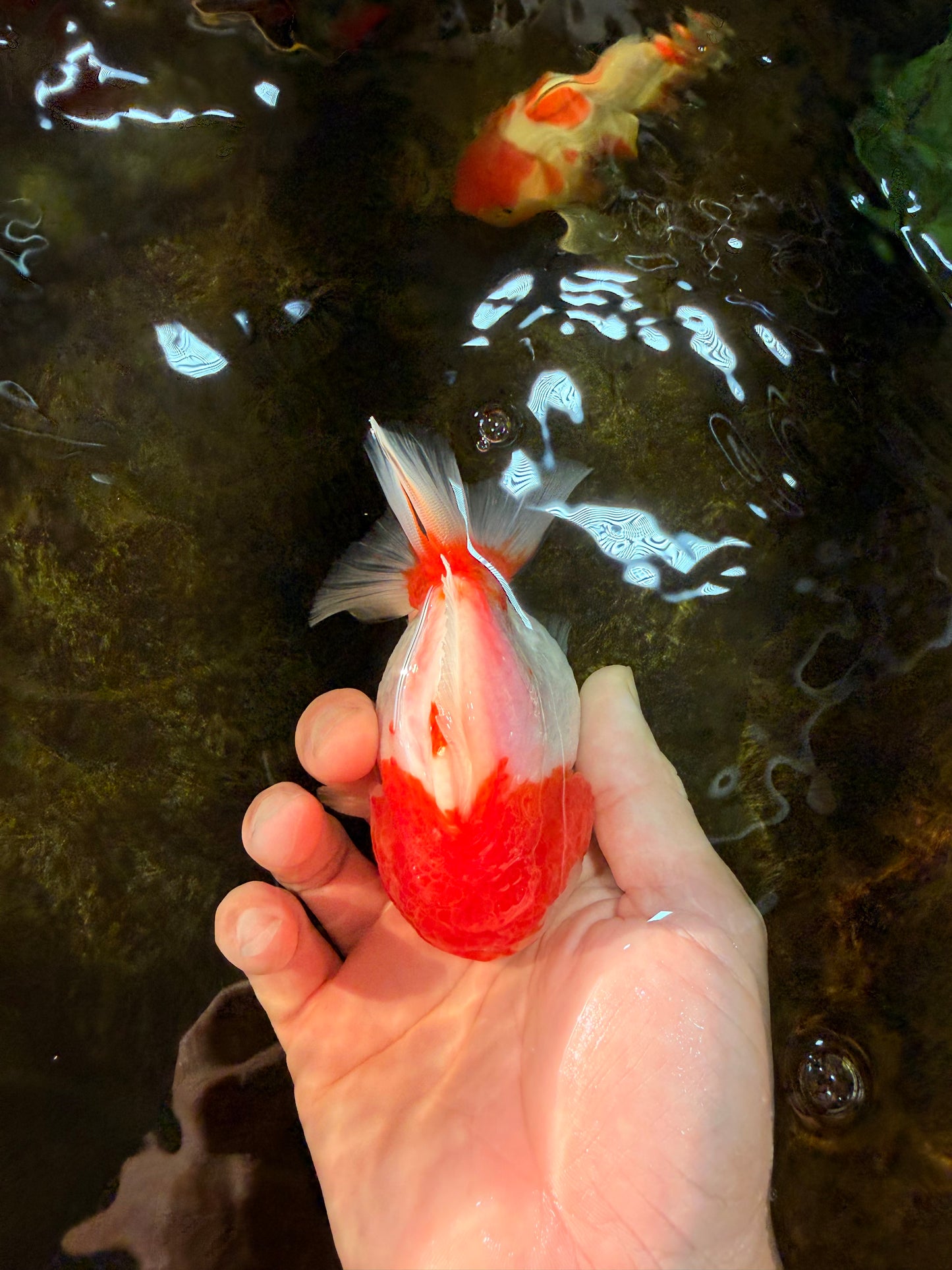 SUPER CUTE Sakura Yuanbao Male 4 inches #101725YB_27