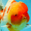 AAA Grade Godzilla Kohaku Sakura Oranda Male 5-5.5 inches #050925OR_56