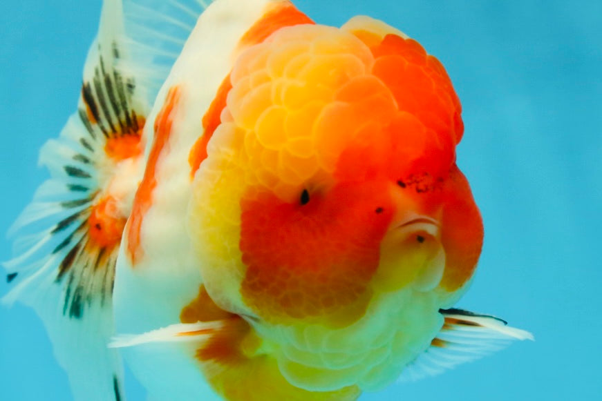 AAA Grade Godzilla Kohaku Sakura Oranda Male 5-5.5 inches #050925OR_56