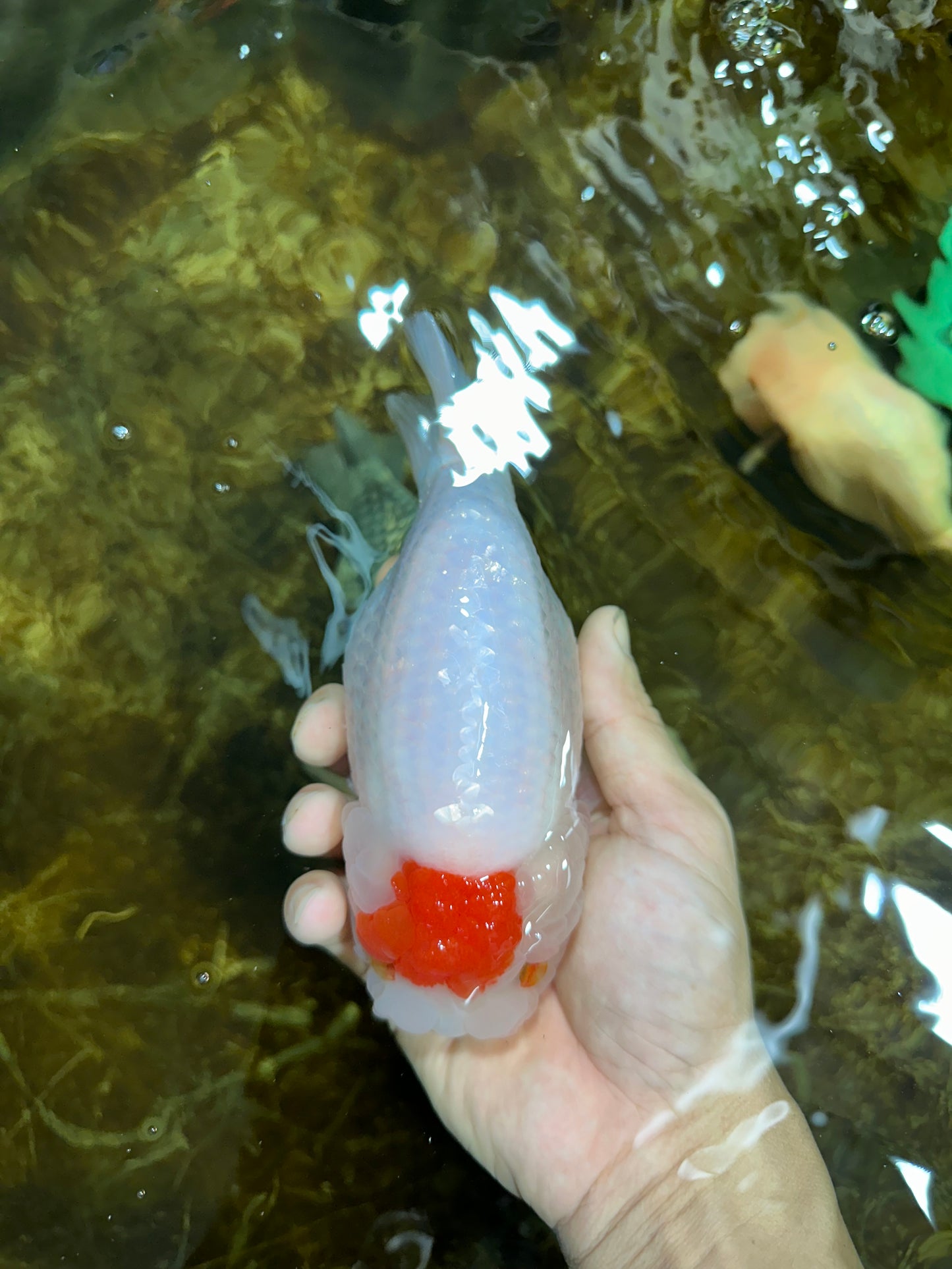 A Grade BEAUTY Red White Tancho LionQueen 6 inches #091925LC_26